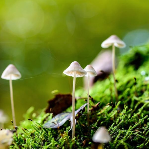 4+ Easy Techniques to Effectively Remove Moss from Concrete