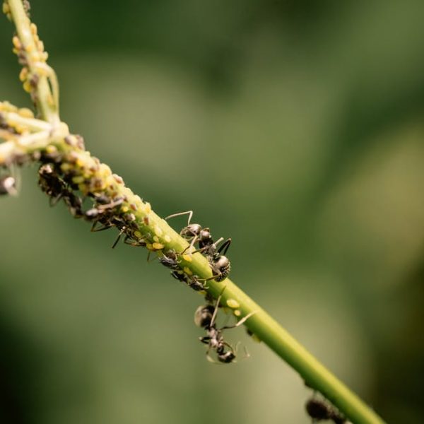 4 Smart Ways to Get Rid of Aphids on Your Broccoli Plants