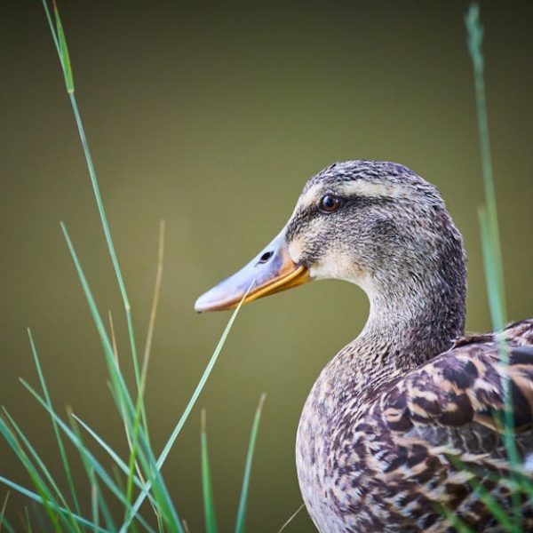 5 DIY Quack Grass Killers for a Lush, Weed-Free Lawn