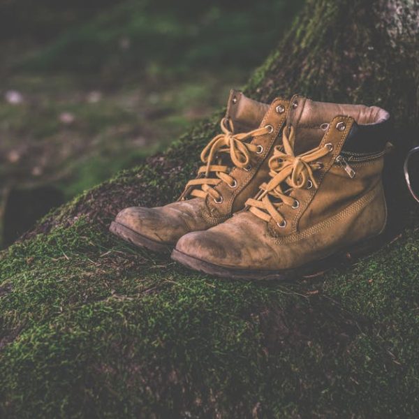 5 Easy Homemade Recipes to Kill Tree Roots Safely