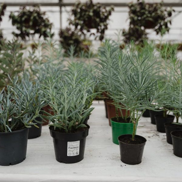 5 Easy Tricks for Growing Ginger in Pots at Home Successfully