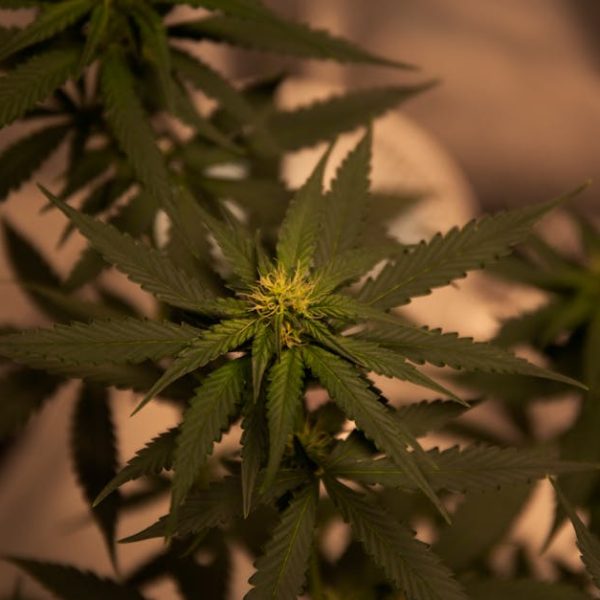 5 Easy Ways to Get Rid of Stubborn Nutsedge