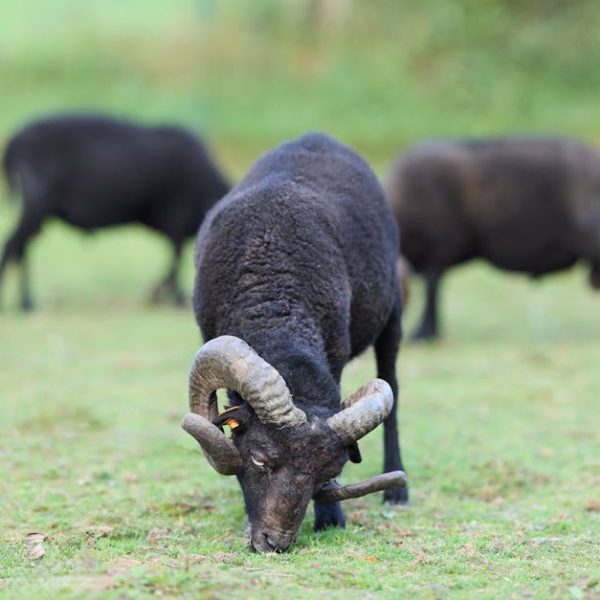 5+ Effective Chemical-Free Ways to Eliminate Unwanted Grass