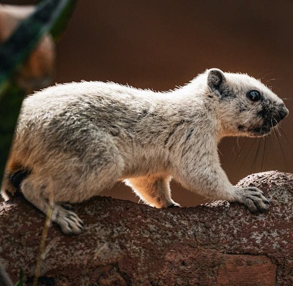 5 Simple Solutions to Solve Your Squirrel Problem