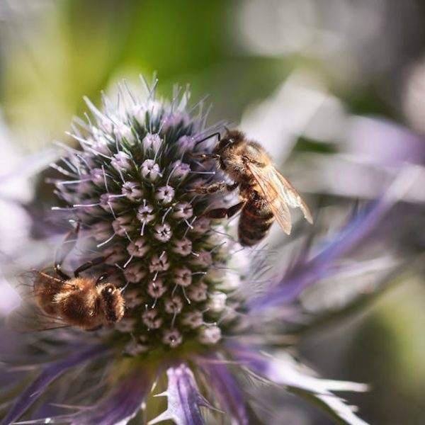 5 Simple Strategies to Banish Thistle from Your Garden