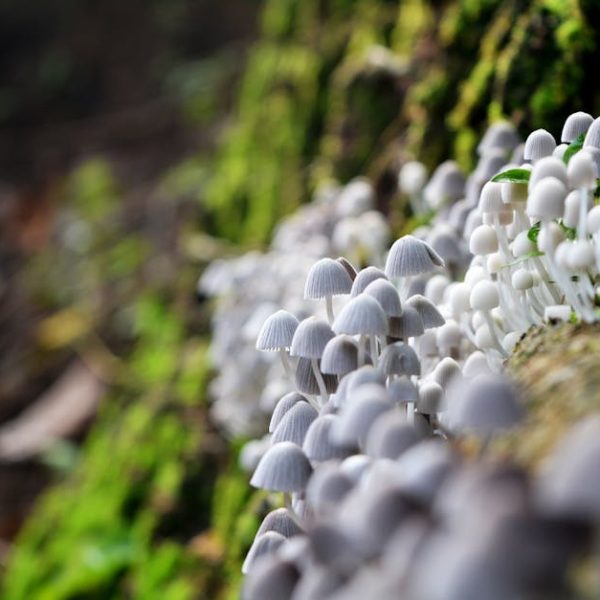 7 Amazing Techniques for Successful Mushroom Cultivation