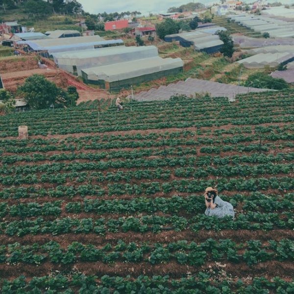 7+ Effective Techniques to Master Planting Strawberries Successfully
