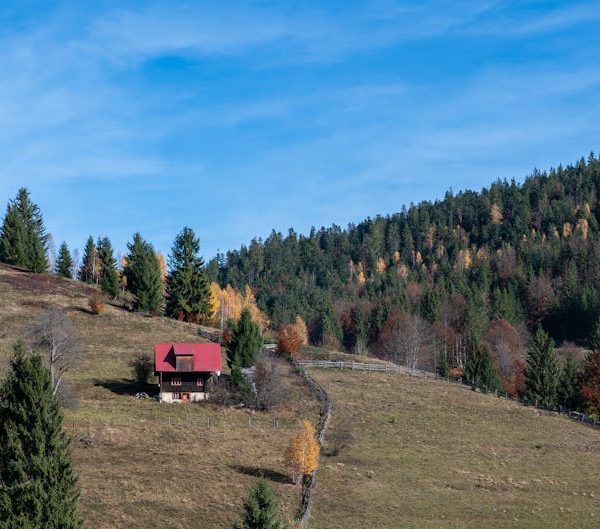 7 Evergreen Azaleas with Delightful and Fragrant Blooms