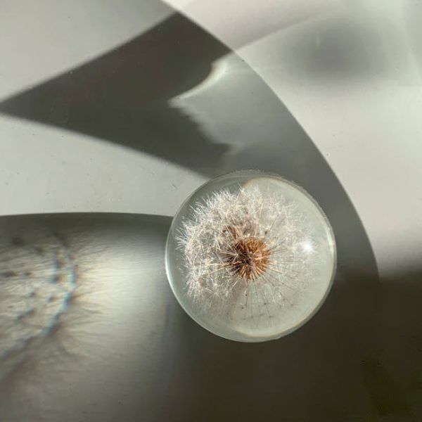 7 Expert Tips to Perfectly Time Your Jalapeno Harvest