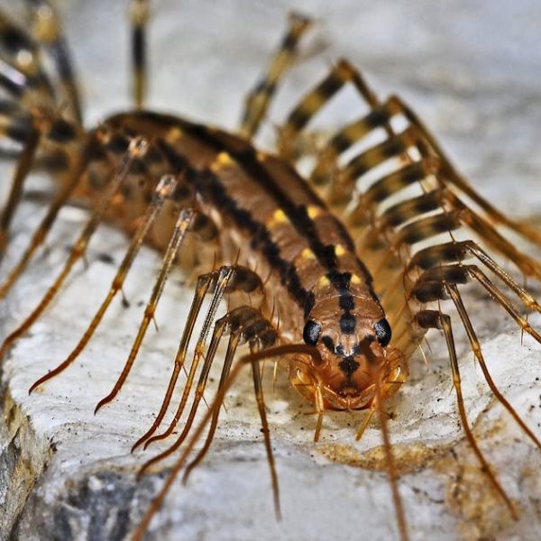 7 Homemade Solutions to Naturally Repel Centipedes Effectively