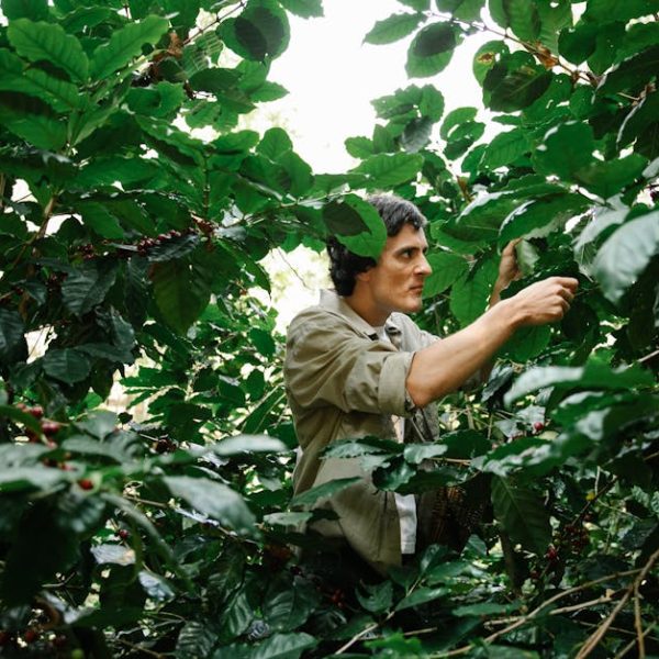 7 Incredible Shrubs Offering Season-Long Blooms