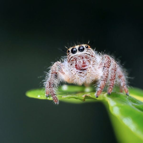 7+ Must-Try Essential Oils to Naturally Repel Spiders