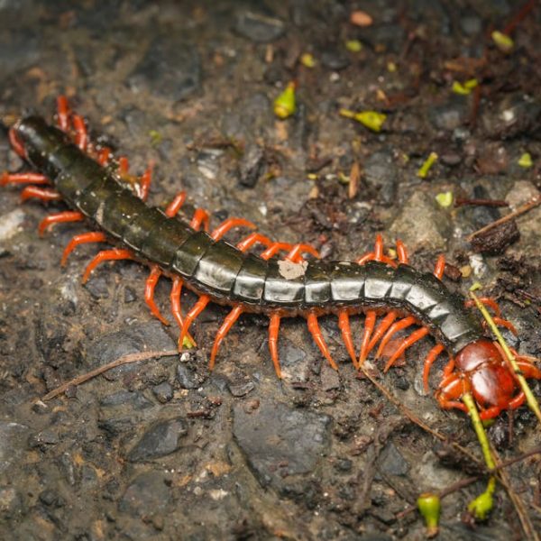 7 Proven Ways to Quickly Rid Your Home of Centipedes