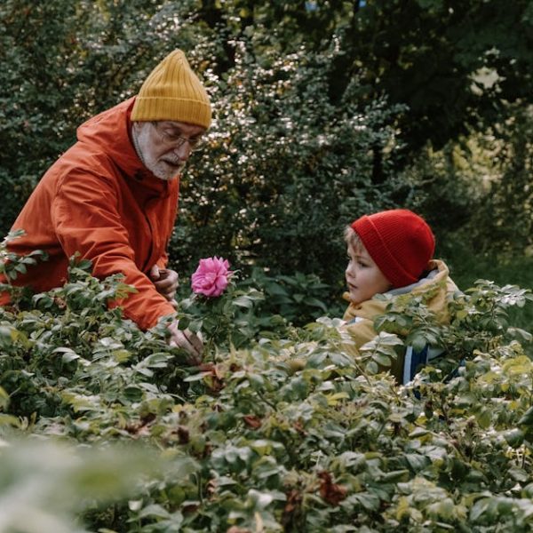 7 Stunning Fall-Blooming Roses to Beautify Your Garden