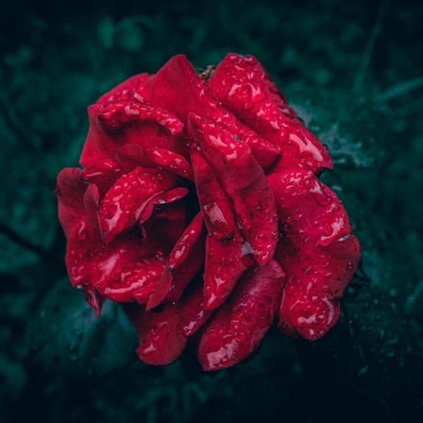 7 Stunning Roses to Enhance Your Garden Bed Edging