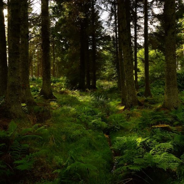 7 Vibrant Ferns with Stunning & Colorful Foliage