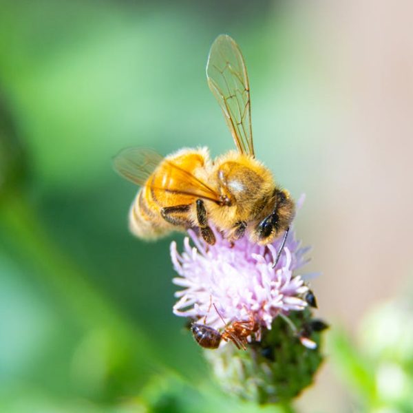 8+ Proven Solutions to Keep Ants Away for Good