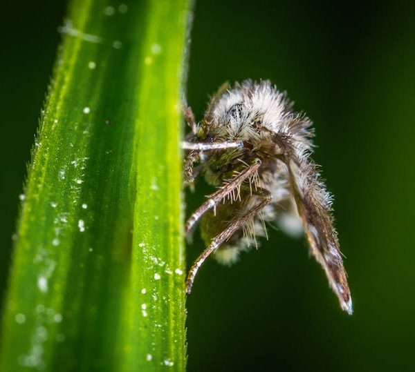 8 Simple DIY Remedies to Keep Moths Away Easily