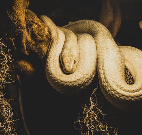 9 Quick and Easy DIY Snake Repellent Recipes You Need to Try