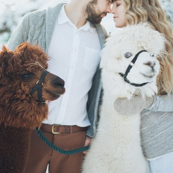 Alpaca Manure Compost: Your Ultimate Guide to Fertilizing