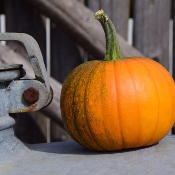 Best Plant Companions for Squash: What Thrives Together in Your Garden