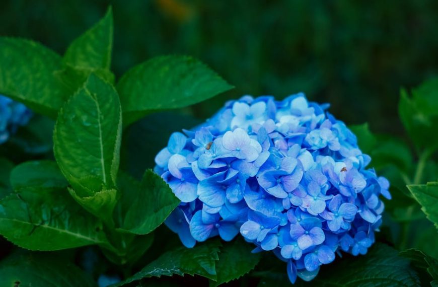 Best Times & Tips for Transplanting Elderberry Bushes