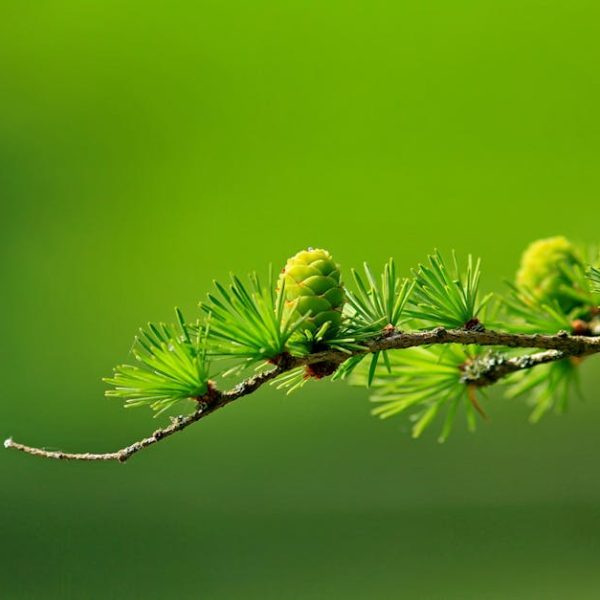 Boost Your Compost: The Advantage of Pine Needles