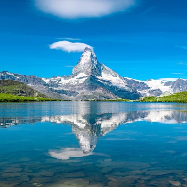 Choosing the Best Swiss Chard Varieties for Your Garden