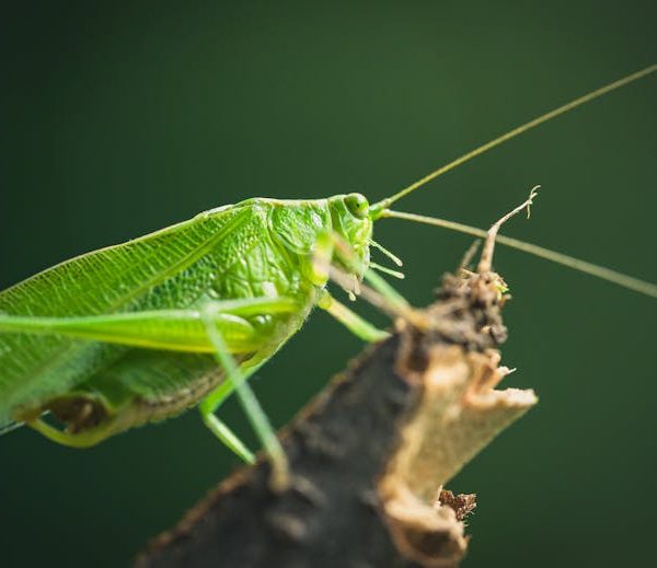 Cricket Control: Step-by-Step Guide to Keep Crickets at Bay