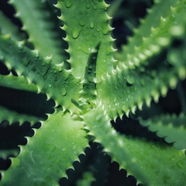 Discovering Aloe Vera Varieties: Tips for Choosing the Best Type