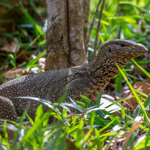 DIY Creeping Charlie Killers: Easy Tips and Recipes to Eliminate Weeds