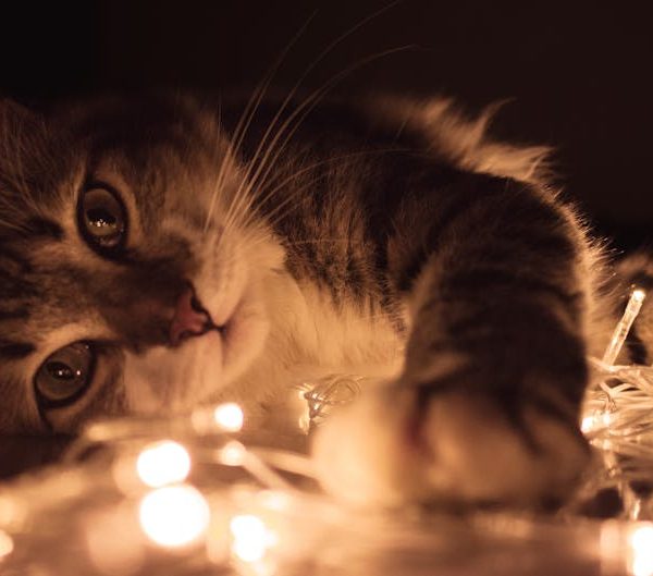 DIY Guide: 14 Natural Cat Repellents You Can Make at Home