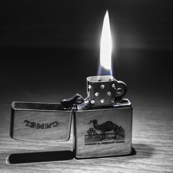 DIY Guide: How to Effectively Trap Camel Crickets at Home