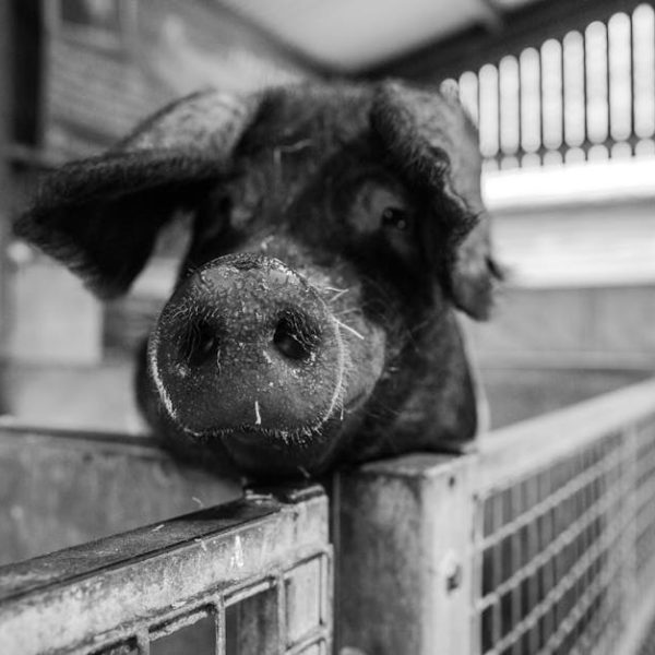 DIY Guide: Turn Pig Poop into Nutrient-Rich Fertilizer