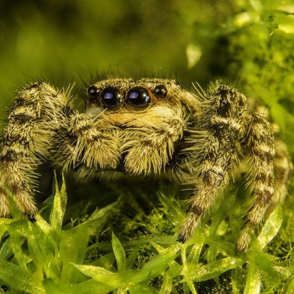 DIY Natural Spider Mite Spray: Eco-friendly and Effective Solution