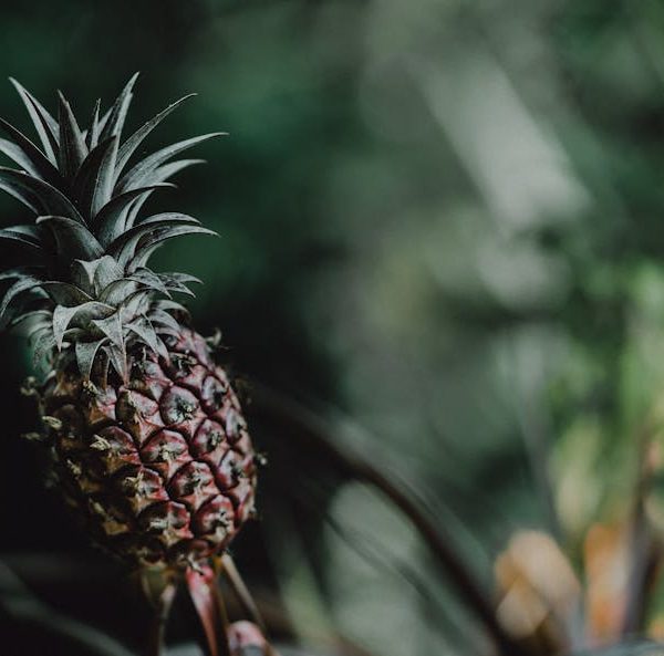 DIY Pineapple Fertilizer: Top Tips to Nourish Your Pineapple Plants