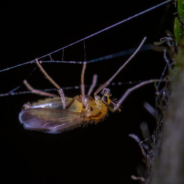 DIY Rat Traps: Creative & Easy Solutions for a Pest-Free Home