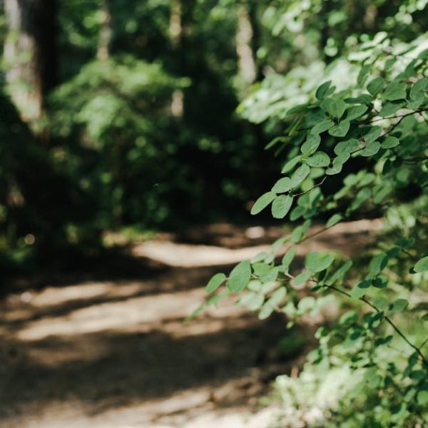 Easy Tips for Successfully Growing Pea Plants