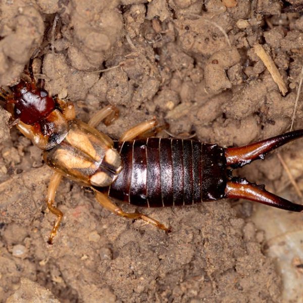 Easy Tips to Get Rid of Earwigs in Your Garden