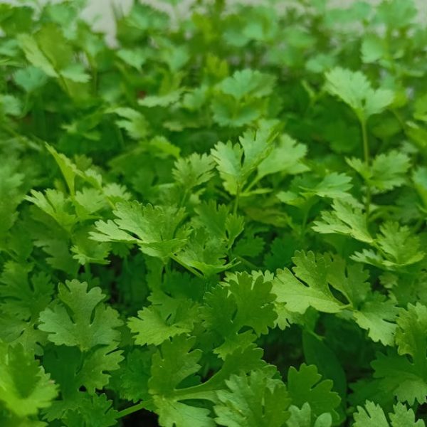 Easy Tricks for Planting Cilantro Indoors: Fresh Herbs at Home