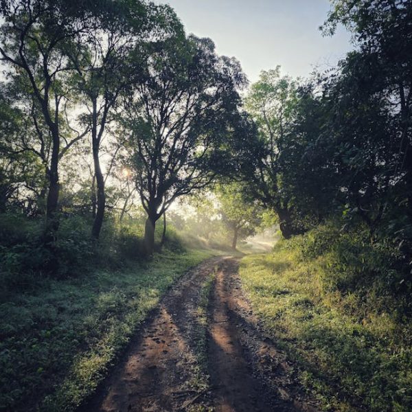 Effective Ant Control: Diatomaceous Earth for a Pest-Free Home