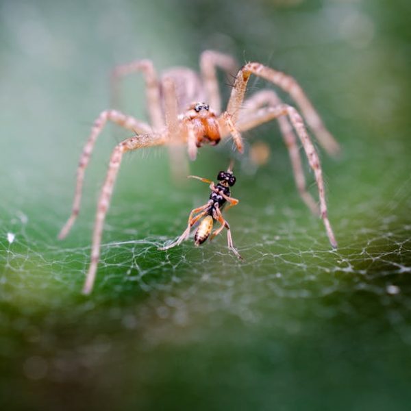 Effective DIY Flea Traps: Easy Ways to Eliminate Fleas at Home