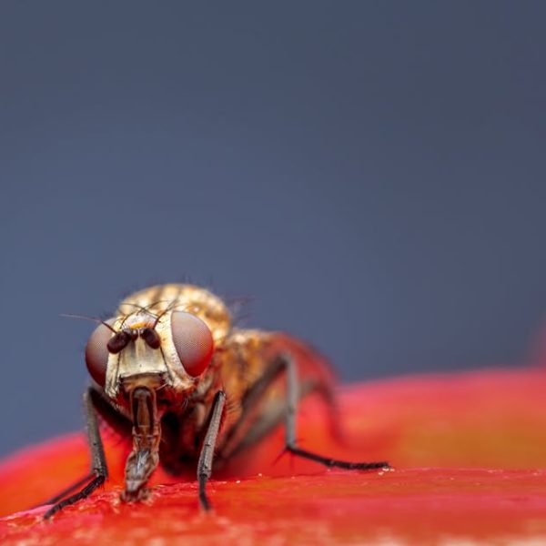 Effective DIY Fruit Fly Traps: Smart Hacks to Eliminate Fruit Flies