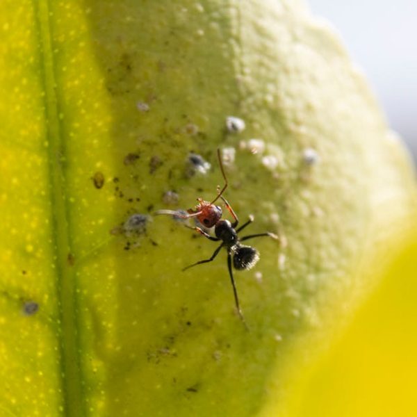 Effective DIY Solutions: Top Homemade Ant Killers That Work