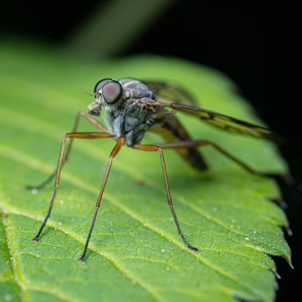 Effective DIY Traps for Controlling Home Mosquito Populations