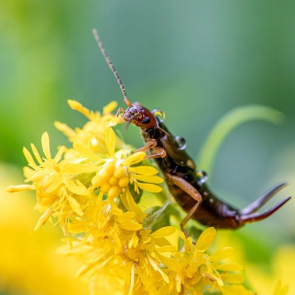 Effective Earwig Control with Diatomaceous Earth (DE)