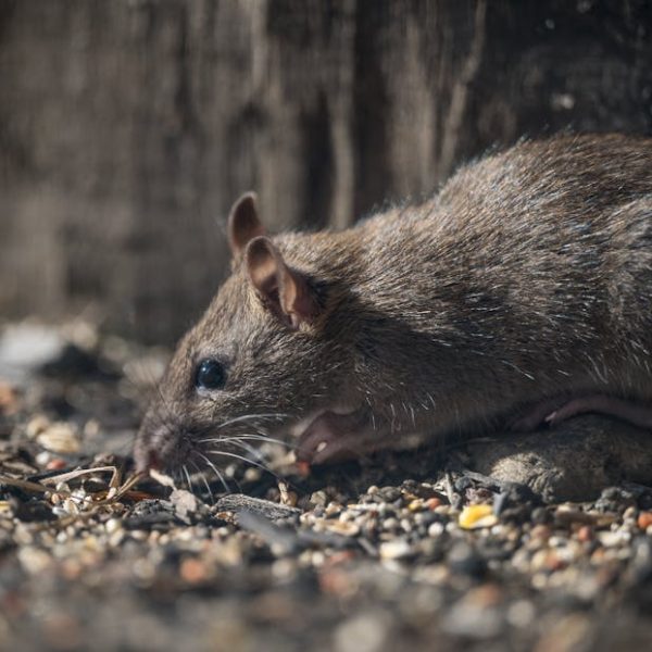 Effective Garden Rat Control: Top Tricks to Eliminate Yard Pests