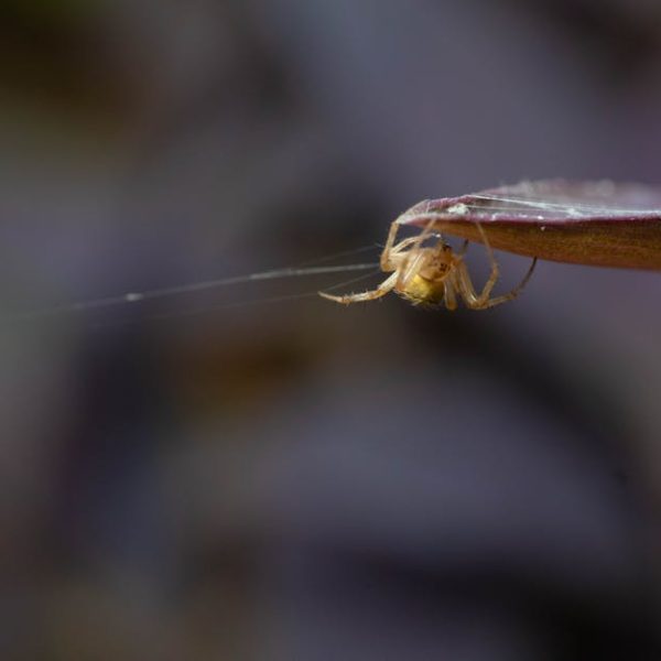 Effective Home Remedies to Eliminate Spider Mites Naturally