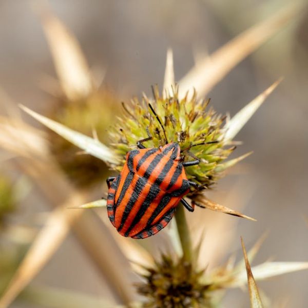 Effective Methods to Safely Remove Stink Bugs from Your Home