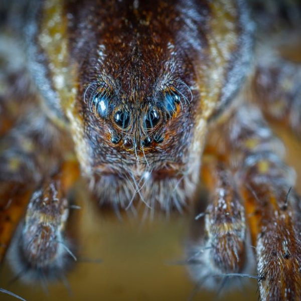 Effective Natural Methods to Banish Spiders from Your Home
